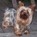 Подробнее об объявлении «Пропала собака Самара» Фото: пропала собака Йоркширский терьер «Пропала собака Самара» в г. Самара