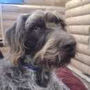 Подробнее об объявлении «Пропала собака Можайск» Фото: пропала собака Дратхаар «Пропала собака Можайск» в г. Можайск