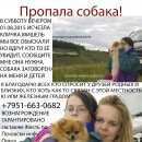 Подробнее об объявлении «Псков Пропала собака железный град 2015» Фото: пропала собака Померанский шпиц «Псков Пропала собака железный град 2015» в г. Псков