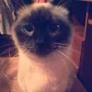 Подробнее об объявлении «Найдена кошка сиамская Малоярославец» Фото: найдена кошка Сиамская «Найдена кошка сиамская Малоярославец» в г. Малоярославец