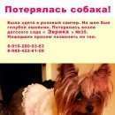 Подробнее об объявлении «Пропала собака Королев» Фото: пропала собака Йоркширский терьер «Пропала собака Королев» в г. Королев