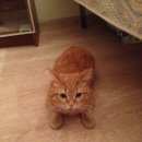 Подробнее об объявлении «Найден кот Москва» Фото: найдена кошка  «Найден кот Москва» в г. Москва