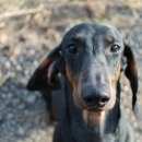 Подробнее об объявлении «Опалиха Пропала собака кобель такса гамлет» Фото: пропала собака Такса «Опалиха Пропала собака кобель такса гамлет» в г. Опалиха