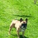 Подробнее об объявлении «Пропала собака кобель французский бульдог Санкт-Петербург» Фото: пропала собака Французский бульдог «Пропала собака кобель французский бульдог...» в г. Санкт-Петербург