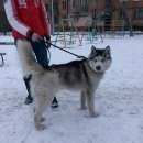 Подробнее об объявлении «Красноярск Найдена собака кобель хаска кобель» Фото: найдена собака Сибирская хаски «Красноярск Найдена собака кобель хаска кобель» в г. Красноярск