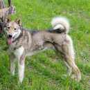 Подробнее об объявлении «Подольск Пропала собака кобель лайки. д. жохово пос. кленово» Фото: пропала собака Западно-сибирская лайка «Подольск Пропала собака кобель лайки. д. жохово...» в г. Подольск