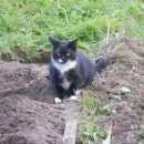 Подробнее об объявлении «Лисий Нос Пропала кошка помогите найти» Фото: пропала кошка Норвежская лесная «Лисий Нос Пропала кошка помогите найти» в г. Лисий Нос