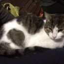 Подробнее об объявлении «Найдена кошка Москва» Фото: найдена кошка  «Найдена кошка Москва» в г. Москва