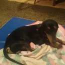 Подробнее об объявлении «Красноярск Найдена собака кобель» Фото: найдена собака Такса «Красноярск Найдена собака кобель» в г. Красноярск