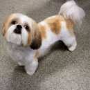 Подробнее об объявлении «Липецк Пропала собака» Фото: пропала собака Ши-тцу «Липецк Пропала собака» в г. Липецк