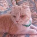 Подробнее об объявлении «Ставрополь Найдена кошка кошечка» Фото: найдена кошка >  Скоттиш фолд (шотландская вислоухая) и  скоттиш страйт «Ставрополь Найдена кошка кошечка» в г. Ставрополь