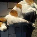 Подробнее об объявлении «Пропала собака кобель внимание  Гомель» Фото: пропала собака  «Пропала собака кобель внимание  Гомель» в г. Гомель