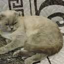 Подробнее об объявлении «Одинцово Найден кот» Фото: найдена кошка >  Скоттиш фолд (шотландская вислоухая) и  скоттиш страйт «Одинцово Найден кот» в г. Одинцово