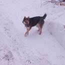 Подробнее об объявлении «Найдена собака Ханты-Мансийск» Фото: найдена собака  «Найдена собака Ханты-Мансийск» в г. Ханты-Мансийск