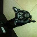 Подробнее об объявлении «Пропала собака Адлер» Фото: пропала собака  «Пропала собака Адлер» в г. Адлер