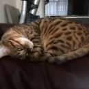 Подробнее об объявлении «Пропала кошка Заречный» Фото: пропала кошка Бенгальская «Пропала кошка Заречный» в г. Заречный