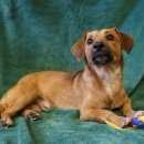 Подробнее об объявлении «Воронеж Найдена собака кобель» Фото: найдена собака  «Воронеж Найдена собака кобель» в г. Воронеж