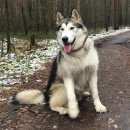 Подробнее об объявлении «Пропала собака Санкт-Петербург» Фото: пропала собака Аляскинский маламут «Пропала собака Санкт-Петербург» в г. Санкт-Петербург