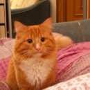 Подробнее об объявлении «Одинцово Пропал кот» Фото: пропала кошка Сибирская «Одинцово Пропал кот» в г. Одинцово