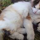 Подробнее об объявлении «Найдена кошка или котик. ждет, когда придут за ней ее родные Москва» Фото: найдена кошка  «Найдена кошка или котик. ждет, когда придут за...» в г. Москва