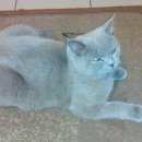 Подробнее об объявлении «Пропал кот Софрино» Фото: пропала кошка Британская короткошерстная «Пропал кот Софрино» в г. Софрино