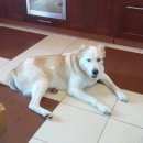 Подробнее об объявлении «Пропала собака Самара» Фото: пропала собака  «Пропала собака Самара» в г. Самара