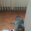 Подробнее об объявлении «Лобня Пропал кот» Фото: пропала кошка  «Лобня Пропал кот» в г. Лобня