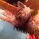 Подробнее об объявлении «Пропала собака Санкт-Петербург» Фото: пропала собака Йоркширский терьер «Пропала собака Санкт-Петербург» в г. Санкт-Петербург