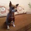 Подробнее об объявлении «Найдена собака Горно-Алтайск» Фото: найдена собака Карликовый пинчер «Найдена собака Горно-Алтайск» в г. Горно-Алтайск