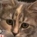 Подробнее об объявлении «Одинцово Найдена кошка немчиновка  котенок» Фото: найдена кошка  «Одинцово Найдена кошка немчиновка  котенок» в г. Одинцово