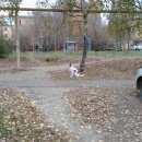 Подробнее об объявлении «Нижний Новгород Найдена собака кобель (мальчик) г.» Фото: найдена собака  «Нижний Новгород Найдена собака кобель (мальчик) г.» в г. Нижний Новгород