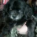 Подробнее об объявлении «Найдена собака кобель Владикавказ» Фото: найдена собака Пекинес «Найдена собака кобель Владикавказ» в г. Владикавказ