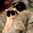 Подробнее об объявлении «Химки Найден кот» Фото: найдена кошка  «Химки Найден кот» в г. Химки