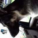 Подробнее об объявлении «Санкт-Петербург Пропала собака немецкая овчарка» Фото: пропала собака Немецкая овчарка «Санкт-Петербург Пропала собака немецкая овчарка» в г. Санкт-Петербург