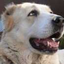 Подробнее об объявлении «Пропала собака кобель среднеазиат (алабай) Новосибирск» Фото: пропала собака Среднеазиатская овчарка «Пропала собака кобель среднеазиат (алабай)...» в г. Новосибирск