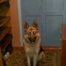 Подробнее об объявлении «Пропала собака кобель немецкая овчарка Ульяновск» Фото: пропала собака Немецкая овчарка «Пропала собака кобель немецкая овчарка Ульяновск» в г. Ульяновск