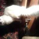 Подробнее об объявлении «Пропал кот белый кот Кемерово» Фото: пропала кошка  «Пропал кот белый кот Кемерово» в г. Кемерово