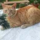 Подробнее об объявлении «Найден кот рыжий Дорохово» Фото: найдена кошка  «Найден кот рыжий Дорохово» в г. Дорохово
