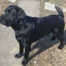 Подробнее об объявлении «Троицк Пропала собака кобель черный лабрадор мальчик 5 лет» Фото: пропала собака Лабрадор ретривер «Троицк Пропала собака кобель черный лабрадор...» в г. Троицк