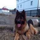 Подробнее об объявлении «Пропала собака кобель Ханты-Мансийск» Фото: пропала собака Немецкая овчарка «Пропала собака кобель Ханты-Мансийск» в г. Ханты-Мансийск