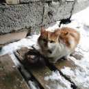 Подробнее об объявлении «Найден котик Оренбург» Фото: найдена кошка  «Найден котик Оренбург» в г. Оренбург