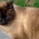 Подробнее об объявлении «Ковров Пропал кот» Фото: пропала кошка Сиамская «Ковров Пропал кот» в г. Ковров