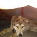 Подробнее об объявлении «Найдена собака кобель Нижний Новгород» Фото: найдена собака  «Найдена собака кобель Нижний Новгород» в г. Нижний Новгород