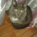 Подробнее об объявлении «Найдена кошка Москва» Фото: найдена кошка Русская голубая «Найдена кошка Москва» в г. Москва