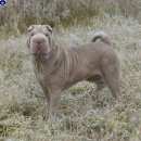 Подробнее об объявлении «Пропала собака Новосибирск» Фото: пропала собака Шар-пей «Пропала собака Новосибирск» в г. Новосибирск