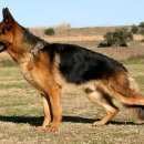 Подробнее об объявлении «Пропала собака помогите найти немецкую овчарку Новосибирск» Фото: пропала собака Немецкая овчарка «Пропала собака помогите найти немецкую овчарку...» в г. Новосибирск