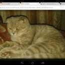 Подробнее об объявлении «Воронеж Пропала кошка» Фото: пропала кошка Шотландская вислоухая «Воронеж Пропала кошка» в г. Воронеж