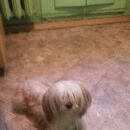 Подробнее об объявлении «Найдена собака Электросталь» Фото: найдена собака  «Найдена собака Электросталь» в г. Электросталь