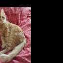 Подробнее об объявлении «Подольск Пропал кот» Фото: пропала кошка  «Подольск Пропал кот» в г. Подольск