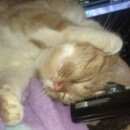 Подробнее об объявлении «Севастополь Пропала кошка» Фото: пропала кошка  «Севастополь Пропала кошка» в г. Севастополь